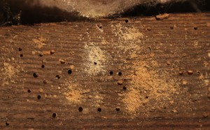 Woodworm Image